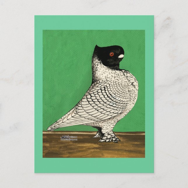 Cartão Postal Blondinette Frill Pigeon (Frente)