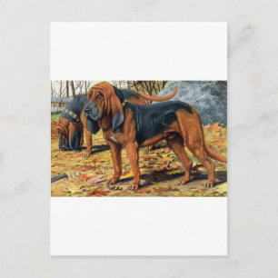 Cartão Postal Bloodhound