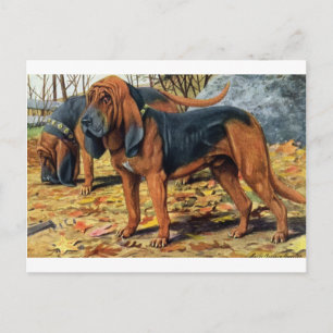 Cartão Postal Bloodhound