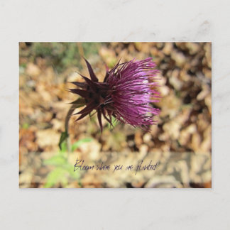 Cartão Postal Bloom...