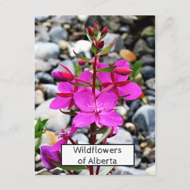 Cartão Postal Bloom de Flores Selvagens bonito e Rosa Fireweed n (Frente)
