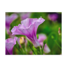 Bloom Roxo Elegante em foco