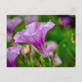 Cartão Postal Bloom Roxo Elegante em foco