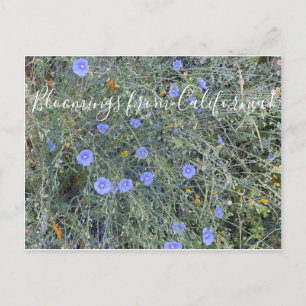 Cartão Postal Bloomias da Califórnia: Blue Flax