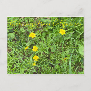 Cartão Postal Bloomias da Califórnia: Cartão-postal do ButterCup