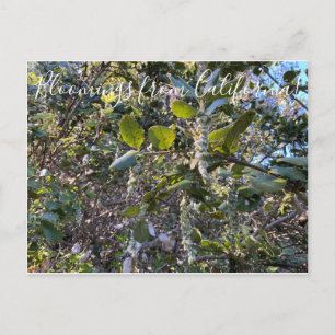 Cartão Postal Bloomias da Califórnia: Coast Silk Tassel Postc