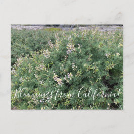 Cartão Postal Bloomias da Califórnia: Costeira Bush Lupine
