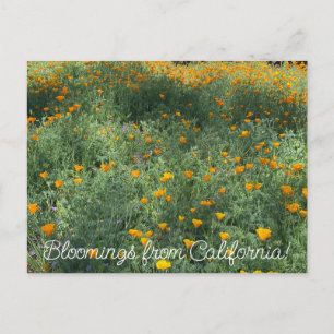 Cartão Postal Bloomias da Califórnia: May Poppies