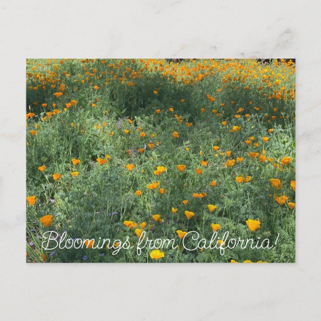 Cartão Postal Bloomias da Califórnia: May Poppies (Frente)
