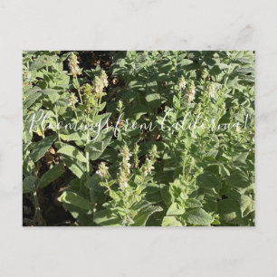 Cartão Postal Bloomias da Califórnia: White Hedge Nettle