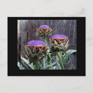 Cartão Postal Blooming Artichokes