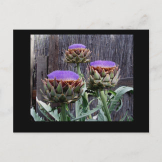 Cartão Postal Blooming Artichokes