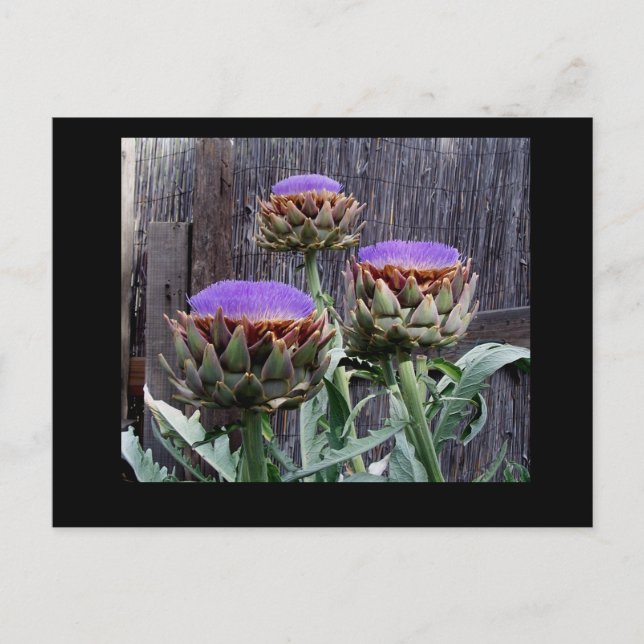 Cartão Postal Blooming Artichokes (Frente)