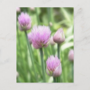 Cartão Postal Blooming Chives