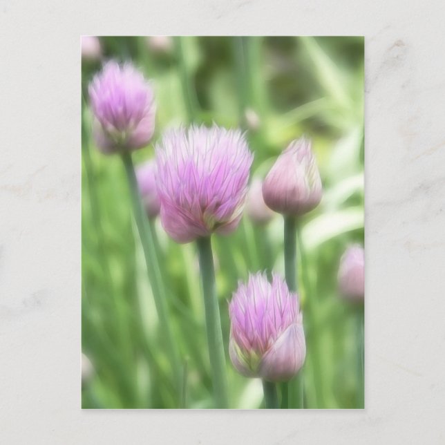 Cartão Postal Blooming Chives (Frente)