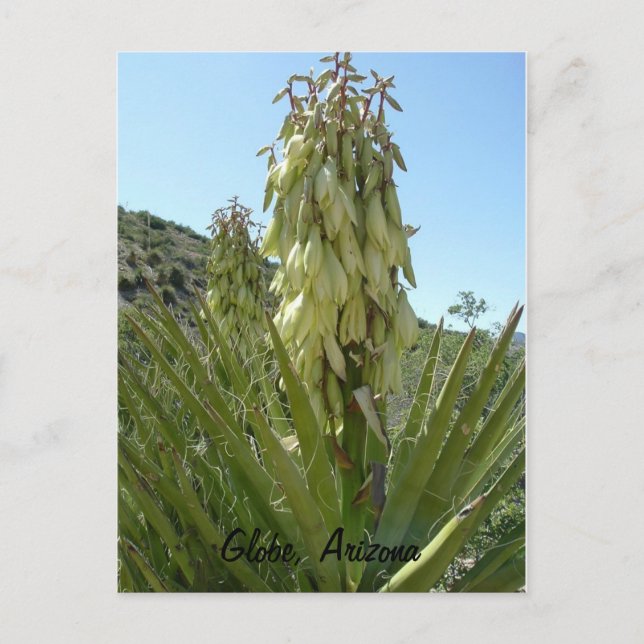 Cartão Postal Blooming Yucca (Frente)