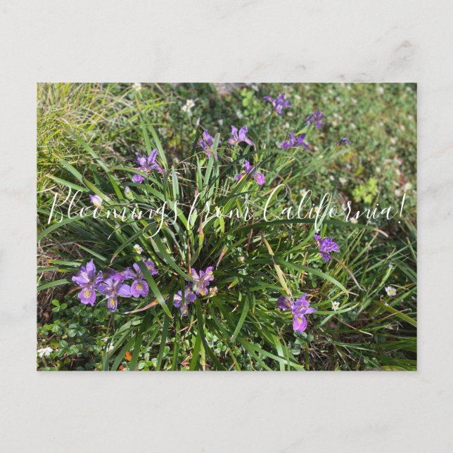 Cartão Postal Bloomings da Califórnia: April Iris (Frente)