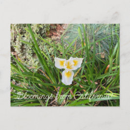 Cartão Postal Bloomings da Califórnia: AprilSnow Douglas Iris