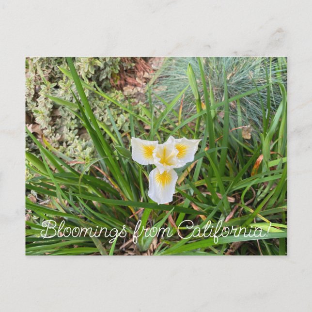 Cartão Postal Bloomings da Califórnia: AprilSnow Douglas Iris (Frente)