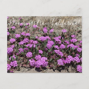 Cartão Postal Bloomings da Califórnia: Areia Rosa Verbena