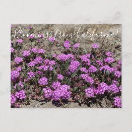 Cartão Postal Bloomings da Califórnia: Areia Rosa Verbena