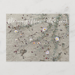 Cartão Postal Bloomings da Califórnia: Aster Areia