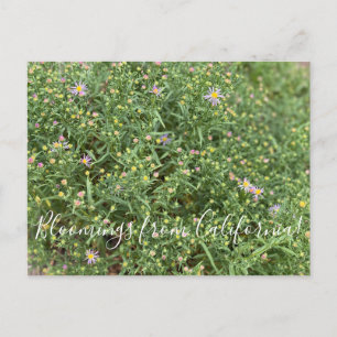 Cartão Postal Bloomings da Califórnia: Aster da Montanha Ociden