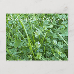 Cartão Postal Bloomings da Califórnia: Beleza Primavera