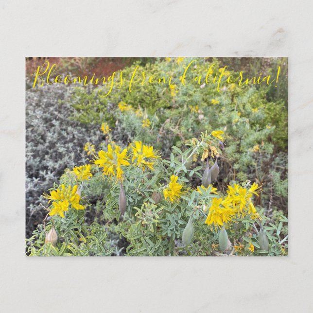 Cartão Postal Bloomings da Califórnia: Bladderpod (Frente)