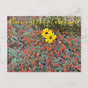 Cartão Postal Bloomings da Califórnia: Brittlebush