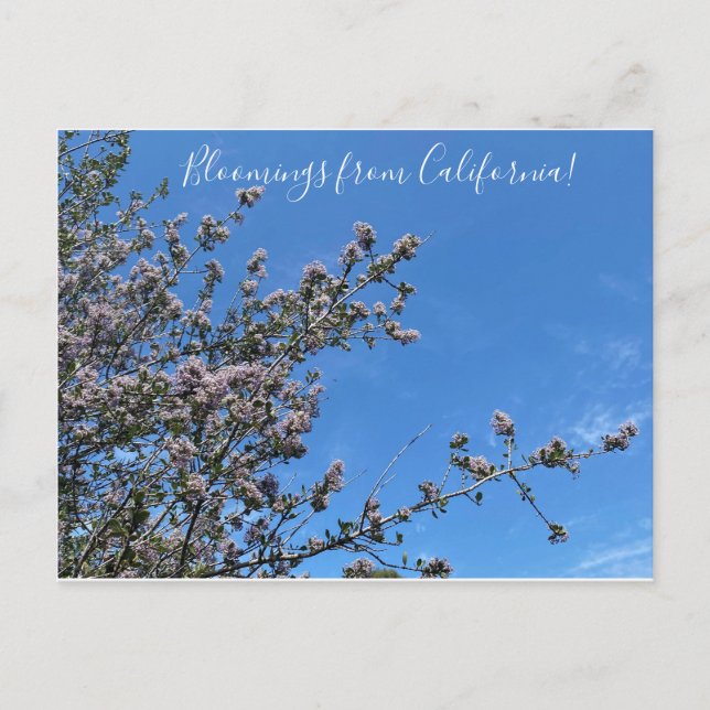 Cartão Postal Bloomings da Califórnia: Buck Brush (Frente)