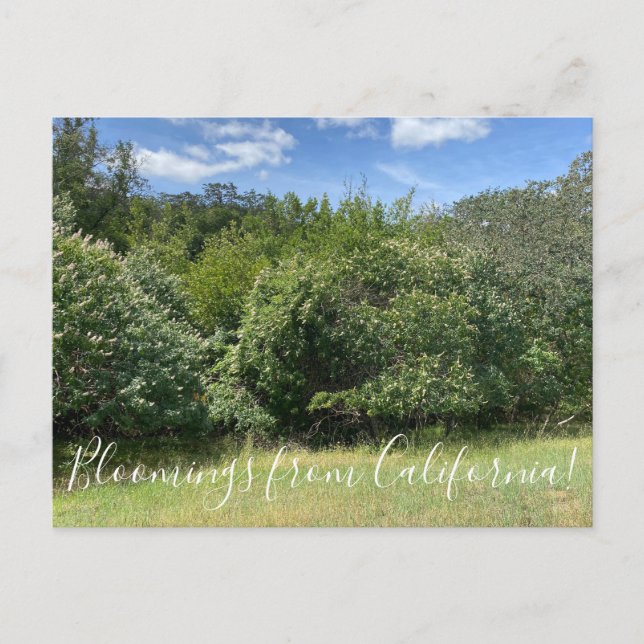 Cartão Postal Bloomings da Califórnia: Buckeyes (Frente)