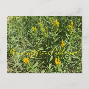 Cartão Postal Bloomings da Califórnia: California Goldenrod