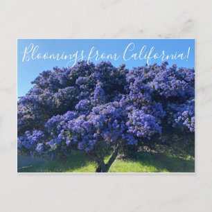 Cartão Postal Bloomings da Califórnia: California Lilac