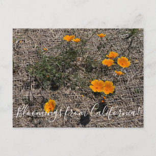 Cartão Postal Bloomings da Califórnia: California Poppy