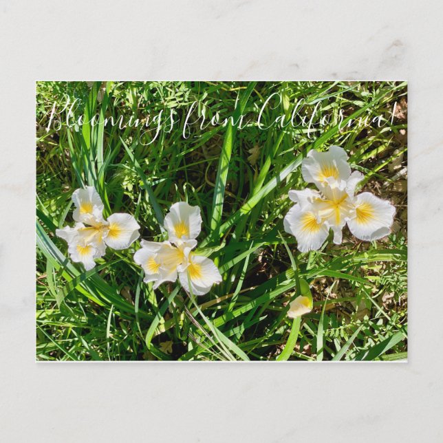 Cartão Postal Bloomings da Califórnia: Canyon Snow Iris (Frente)