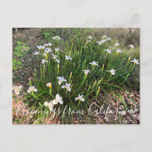 Cartão Postal Bloomings da Califórnia: Canyon Snow Iris Postca