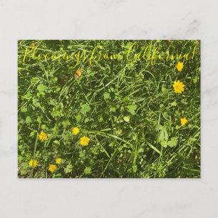 Cartão Postal Bloomings da Califórnia: Cartão-postal Buttercamp