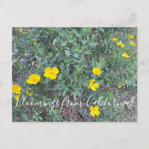 Cartão Postal Bloomings da Califórnia: Cartão-postal de árvor