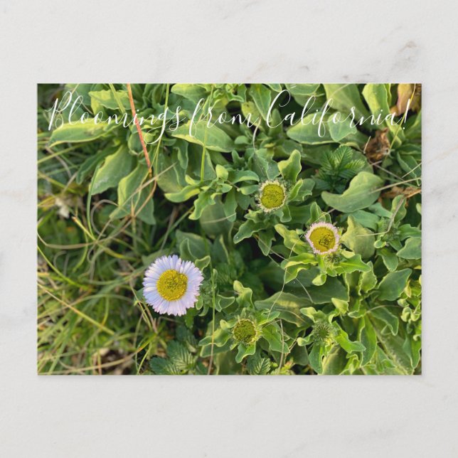 Cartão Postal Bloomings da Califórnia: Cartão-postal do Aster da (Frente)