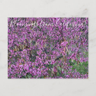 Cartão Postal Bloomings da Califórnia: Cartão-postal do Redbud O