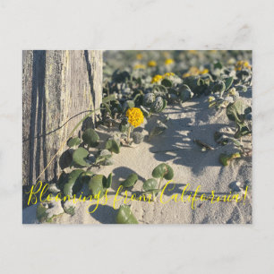 Cartão Postal Bloomings da Califórnia: Cartão-postal Verbena d