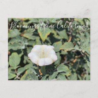 Cartão Postal Bloomings da Califórnia: Cartaz Sagrado Datura