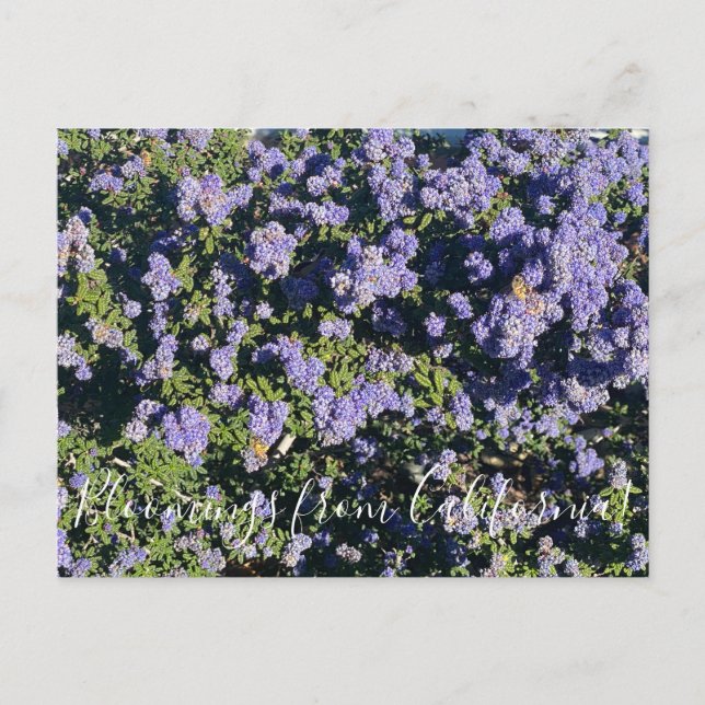 Cartão Postal Bloomings da Califórnia: Ceanothus Dark Star Pos (Frente)