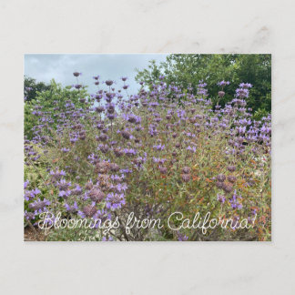 Cartão Postal Bloomings da Califórnia: Cleveland Sage