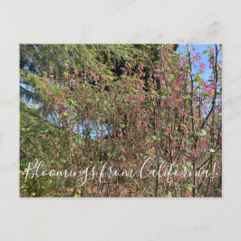 Cartão Postal Bloomings da Califórnia: Corrente Chaparral