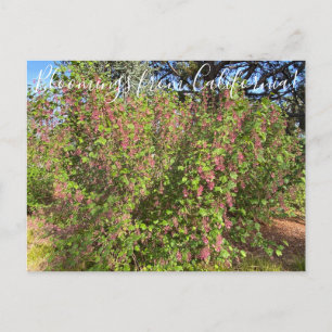 Cartão Postal Bloomings da Califórnia: Corrente Chaparral Postc