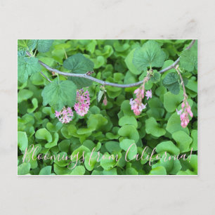 Cartão Postal Bloomings da Califórnia: Corrente Rosa