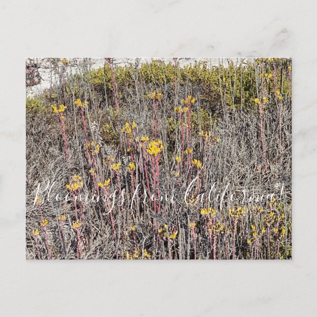 Cartão Postal Bloomings da Califórnia: Costa Dudleya (Frente)