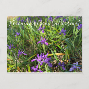 Cartão Postal Bloomings da Califórnia: Costeira do Pacífico - 